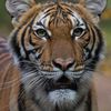 Bronx Zoo Tiger Diagnosed With Coronavirus After Developing Dry Cough